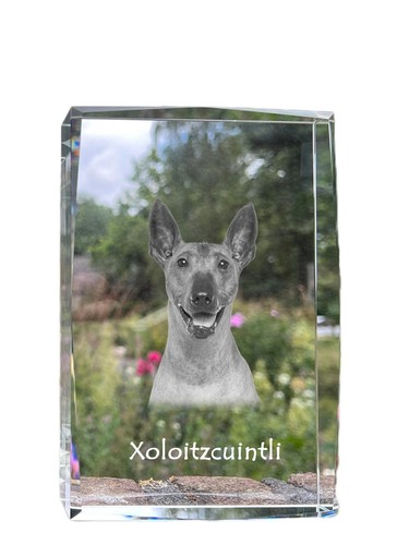 Mexican hairless dog - hairless,