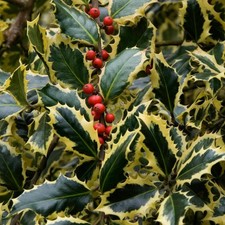 Ilex aquifolium 'Argentea