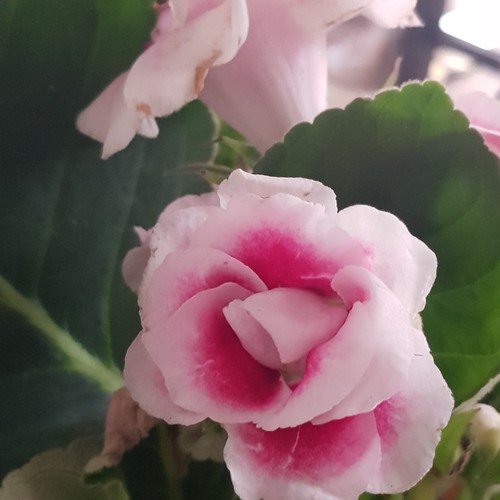 Sinningia gloxinia etoile - /gloxinia, "