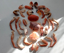 32 Medium Crab Claws and Legs