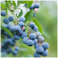 1 'Bluejay' Blueberry Plant /