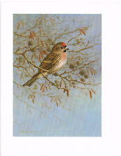 Lesser Redpoll Bird Print Old