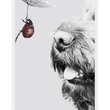 Cockerpoo print, art, picture