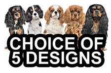 Cavalier King Charles Spaniel