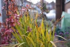 Meyer-Optik Görlitz Domiplan