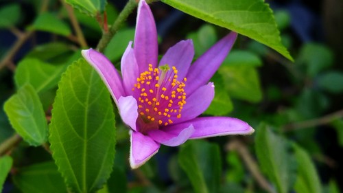 Lavender african star flower - lavender,