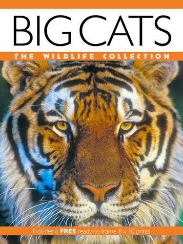 Big cats wildlife - cats, (wildlife