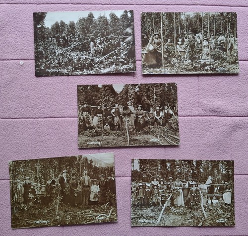 Postcards rp hop picking - -,