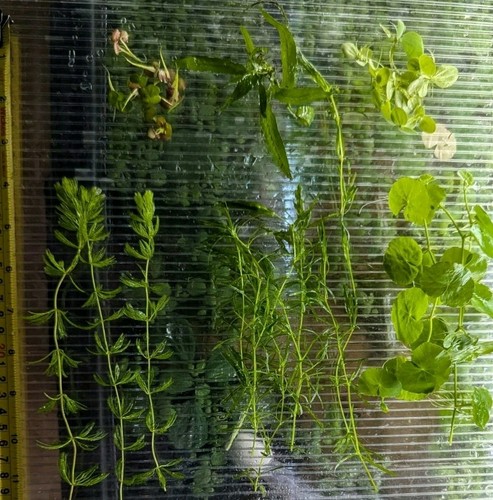 Easy grow aquarium plants 6 - plants,