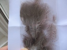 coq de leon brown speckle