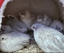 6 Cpq Quail Eggs Button Quail