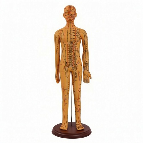 Acupuncture model pvc - acupuncture,