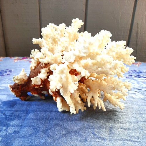 Brown stem reef coral acropora - stem,