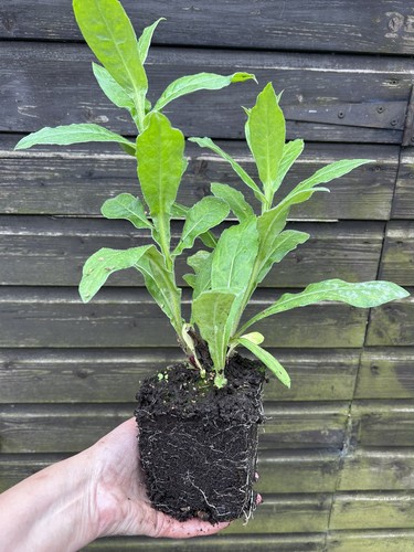 Large bare root centaurea - bare,