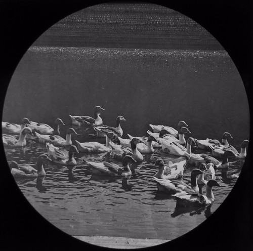 Glass magic lantern slide - glass,