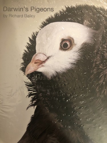 Darwin pigeons by richard - 'darwin's, pigeons'