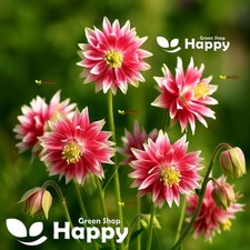 Nora Barlow - Columbine Pink - Aquilegia Vulgaris - 300 Seeds - Double Flowers