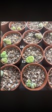 Mixed succulents pick 5 for