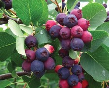 Amelanchier Saskatoon Canadian