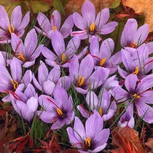 Crocus sativus - crocus,