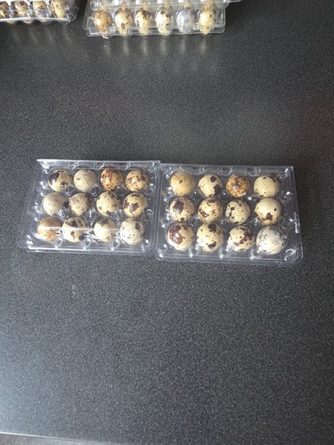 Quail eggs pack - eggs, 24-pack
