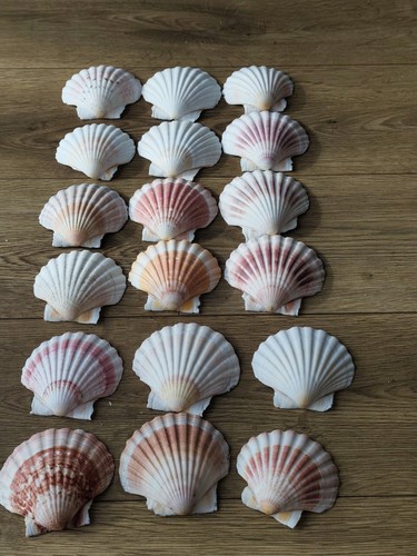 Natural scallop shells - natural,