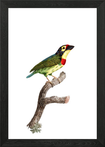Coppersmith barbet bird framed - coppersmith,