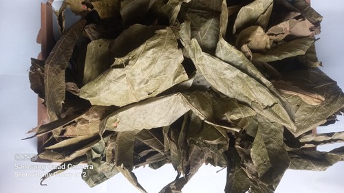 Sun dries cocoa leaves