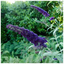 1 Buddleia davidii 'Black