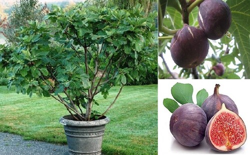 Purple fig seeds - purple,