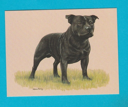 Dogs staffordshire bull - staffordshire,