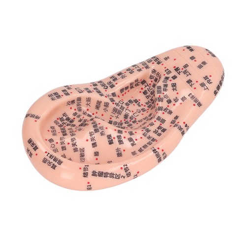 7in ear acupuncture - ear, model
