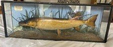 Long case 86cm by 33cm. 15cm deep. Pike weight 7lbs caught in 1950 in Olton Mere