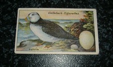 Gallaher - Birds, Nests & Eggs