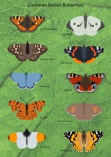 British Butterflies