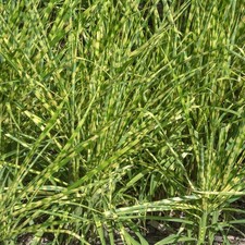 Miscanthus Zebrinus - Zebra