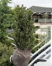 5 Box Hedging 40/50 Root Ball