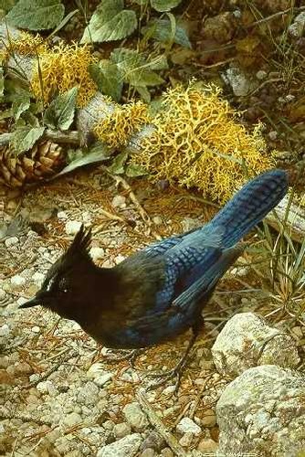 Carl brenders steller jay - carl, steller's