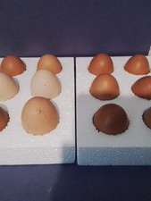 Free range chicken eggs - range, for