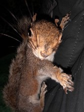 Taxidermy Common Grey Squirrel Has Wire On Paw To Be Wall Mountable