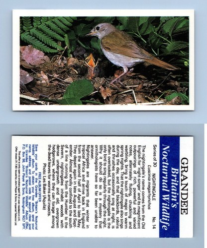 Nightingale grandee - nightingale, #14