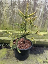 Oriental Spruce Skylands |