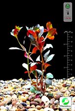 Live Aqua Plants Ludwigia Repens -Rubin Fish Tank Tropical Shrimp Safe Aquascape