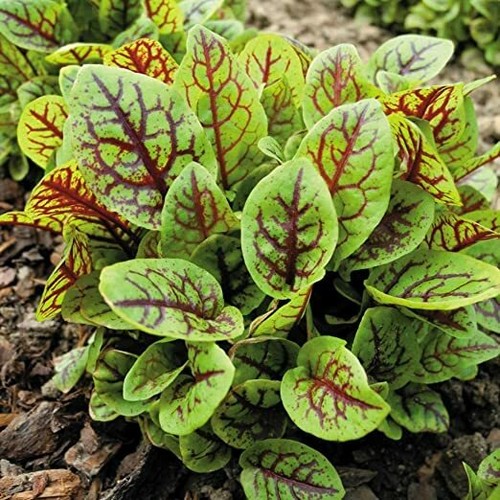 Sorrel red veined - 6x, 'red