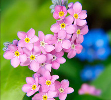 6 x Forget Me Not Myosotis