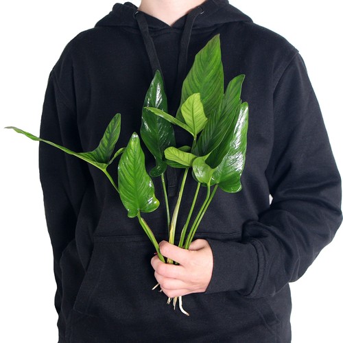 Anubias hastifolia - , xl