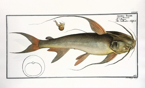 Marcus elieser bloch - -, large