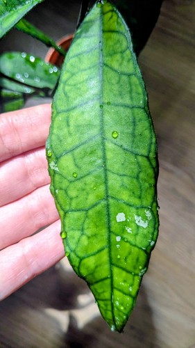 Hoya finlaysonii long - hoya,