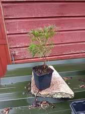 Juniper  sabina in 9cm pot