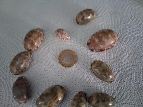 Assorted size arabian - 10,